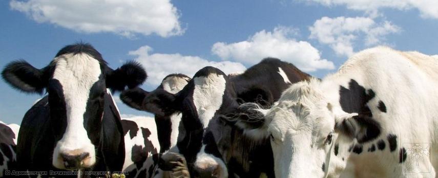 Вниманию владельцев КРС Вниманию владельцев КРС