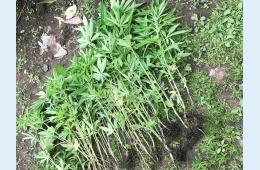 16.07.2021 В Партизанске возбуждены уголовные дела о незаконном культивировании наркосодержащих растений | Администрация муниципального округа город Партизанск Приморского края Официальный сайт