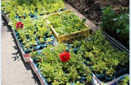 09.06.2025 Клумбы городского  парка одевают в цветочный наряд | Администрация муниципального округа город Партизанск Приморского края Официальный сайт