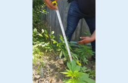 18.08.2021 Граждан призывают принять участие в выявлении и уничтожении наркосодержащих растений   | Администрация муниципального округа город Партизанск Приморского края Официальный сайт