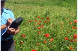 24.06.2021 В Партизанском городском округе стартовала оперативно-профилактическая операция «Мак-2021» | Администрация муниципального округа город Партизанск Приморского края Официальный сайт