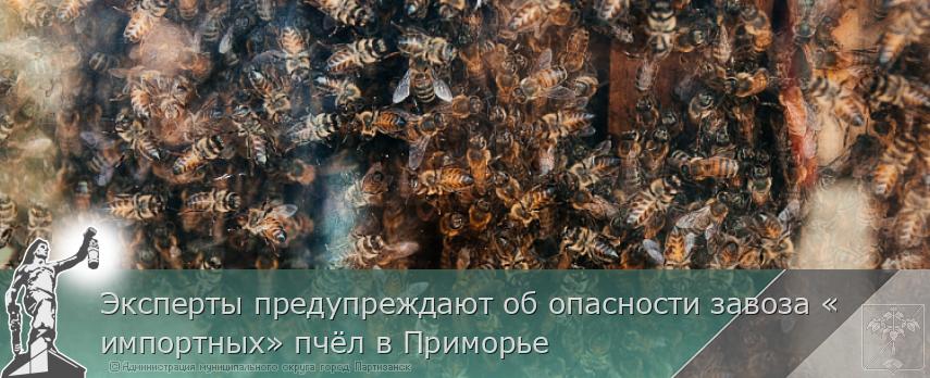 Эксперты предупреждают об опасности завоза «импортных» пчёл в Приморье  | Администрация муниципального округа город Партизанск Приморского края Официальный сайт