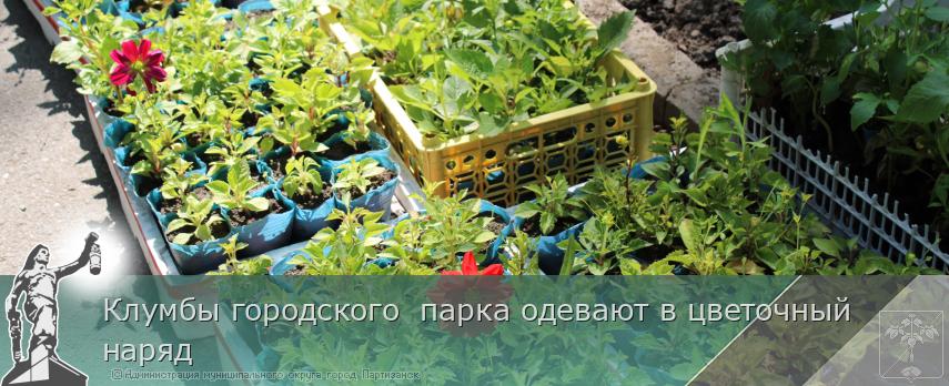 Клумбы городского  парка одевают в цветочный наряд | Администрация муниципального округа город Партизанск Приморского края Официальный сайт